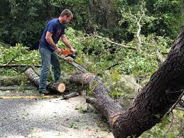 Best Tree Health Inspection  in Stonewall, LA