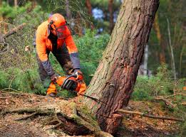 Best Root Management and Removal  in Stonewall, LA