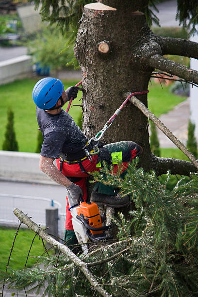 Best Leaf Removal  in Stonewall, LA