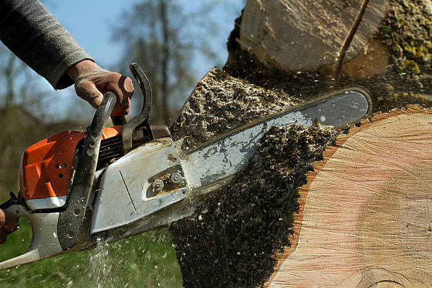Best Hazardous Tree Removal  in Stonewall, LA